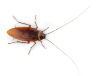 Cockroach Control West Sussex